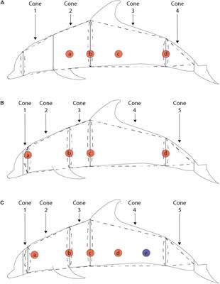 Body Composition of Common Bottlenose Dolphins in Sarasota Bay, Florida